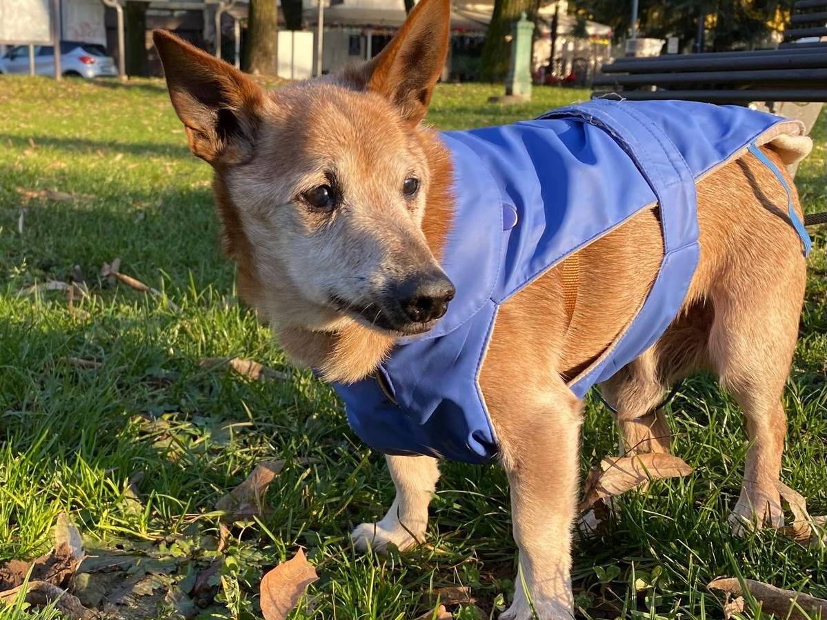 Adozione cane, maschio, Pinscher Razza sconosciuta, 14 anni, taglia piccola, Milano