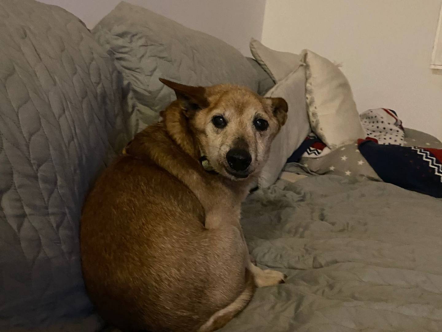 Vuoi adottare un cane a Milano?