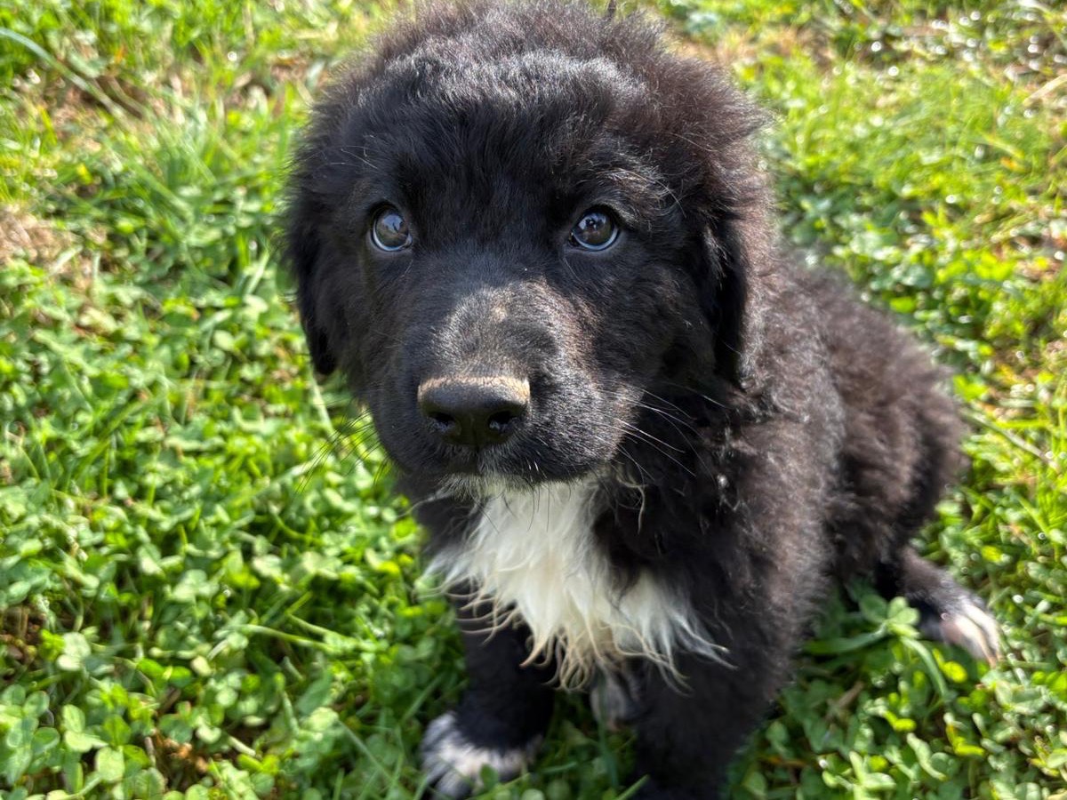 Adotta un cane, maschio, 2 mesi, Latina