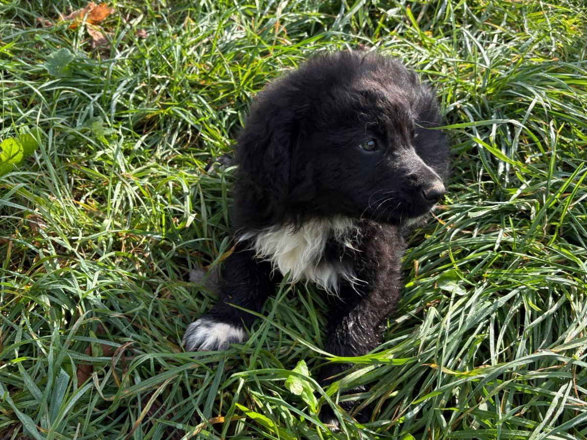 Vuoi adottare un cane a Latina?