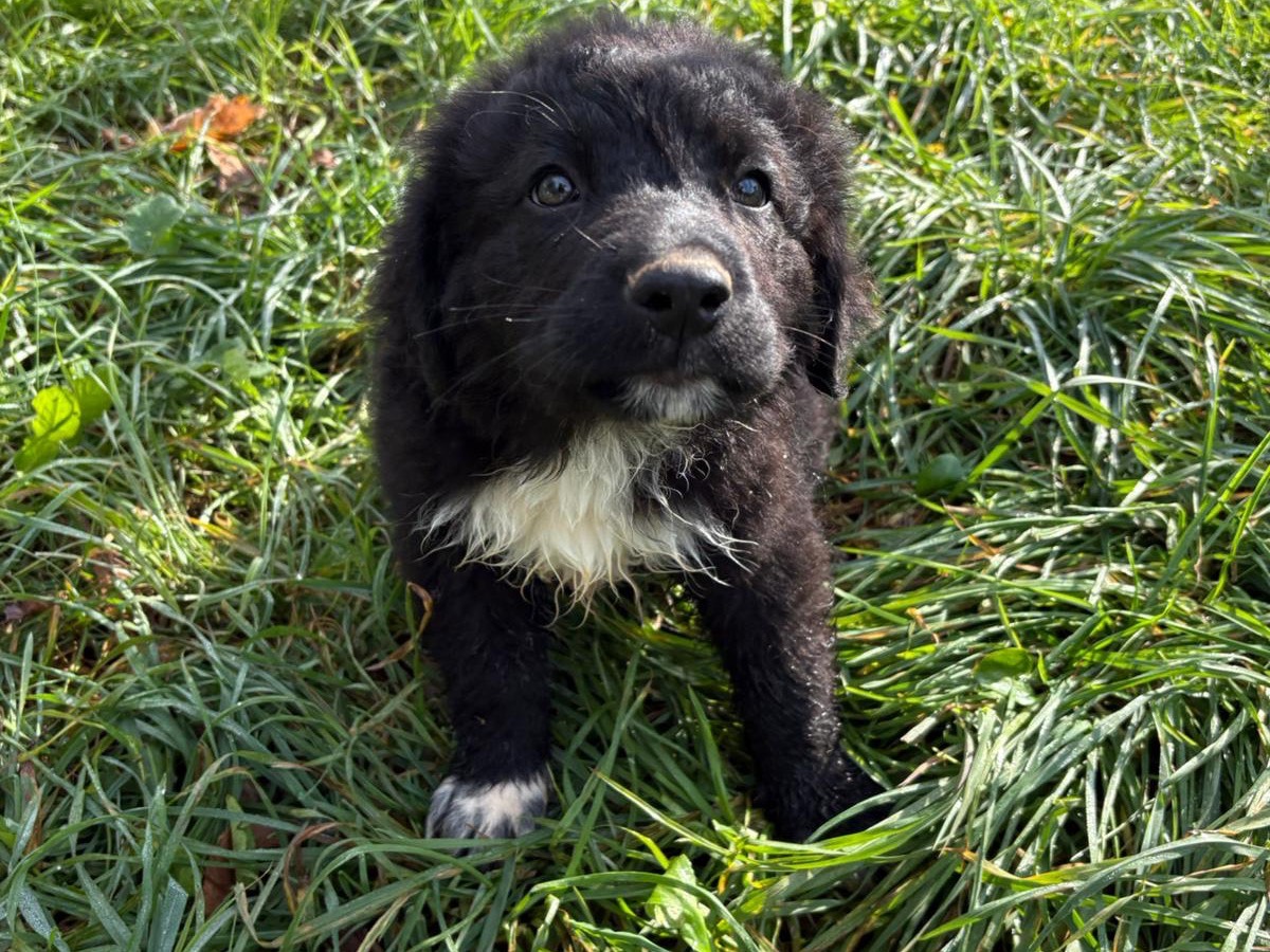 Adotta il cane Papiro a Latina