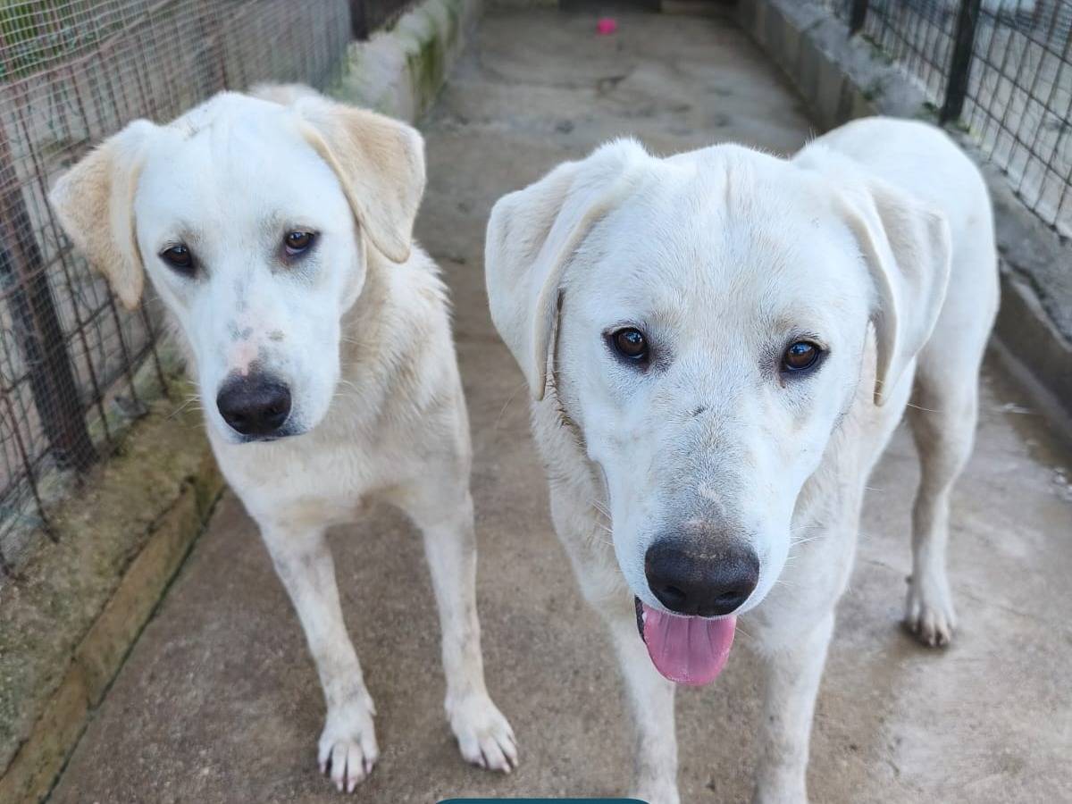 Adotta un cane, maschio, 7 mesi, Avellino