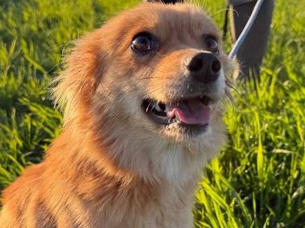 Adozione cane, femmina, Volpino di Pomerania Razza sconosciuta, 8 mesi, taglia piccola, Matera