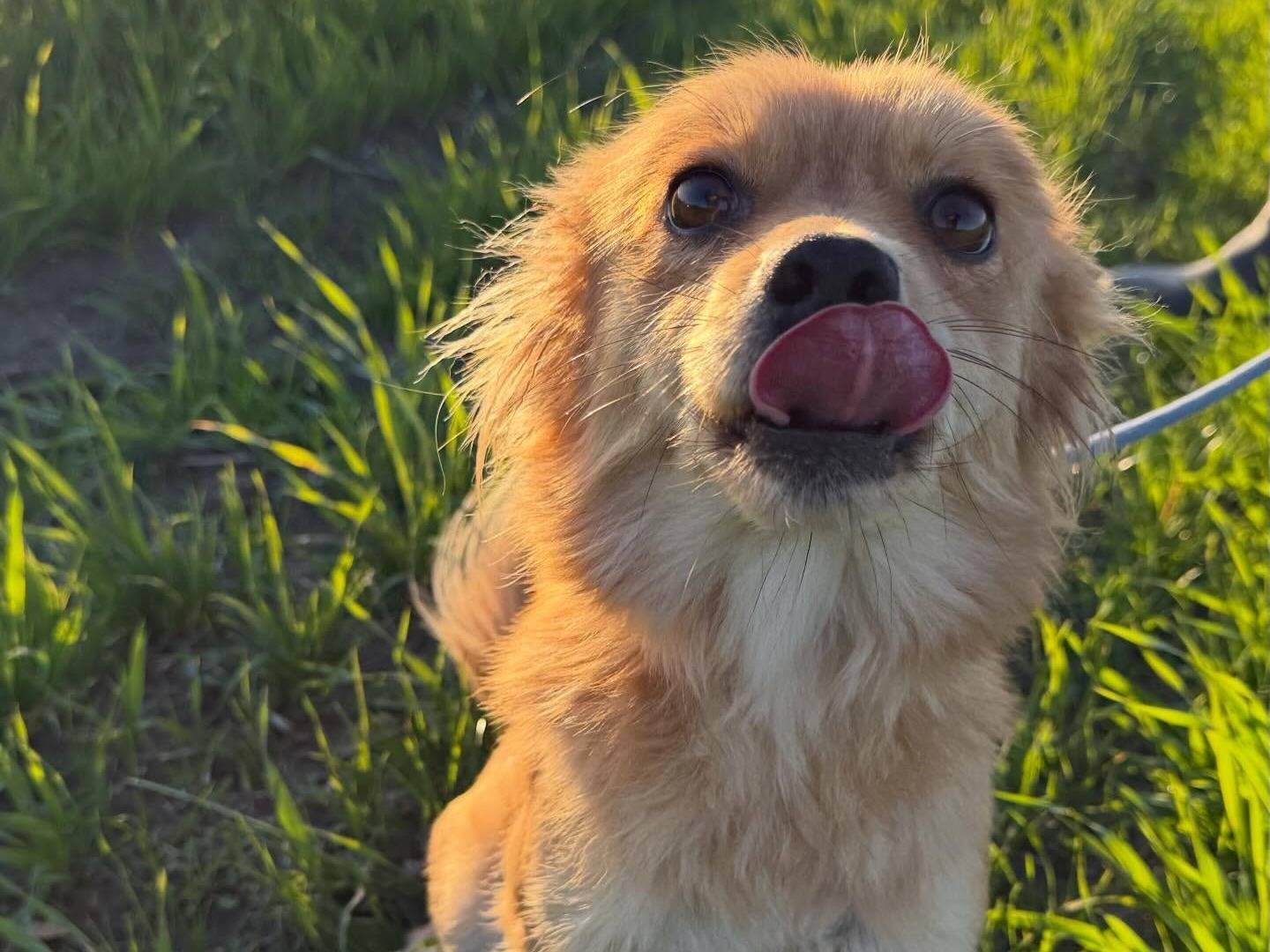 Adotta un cane, femmina, 8 mesi, Matera