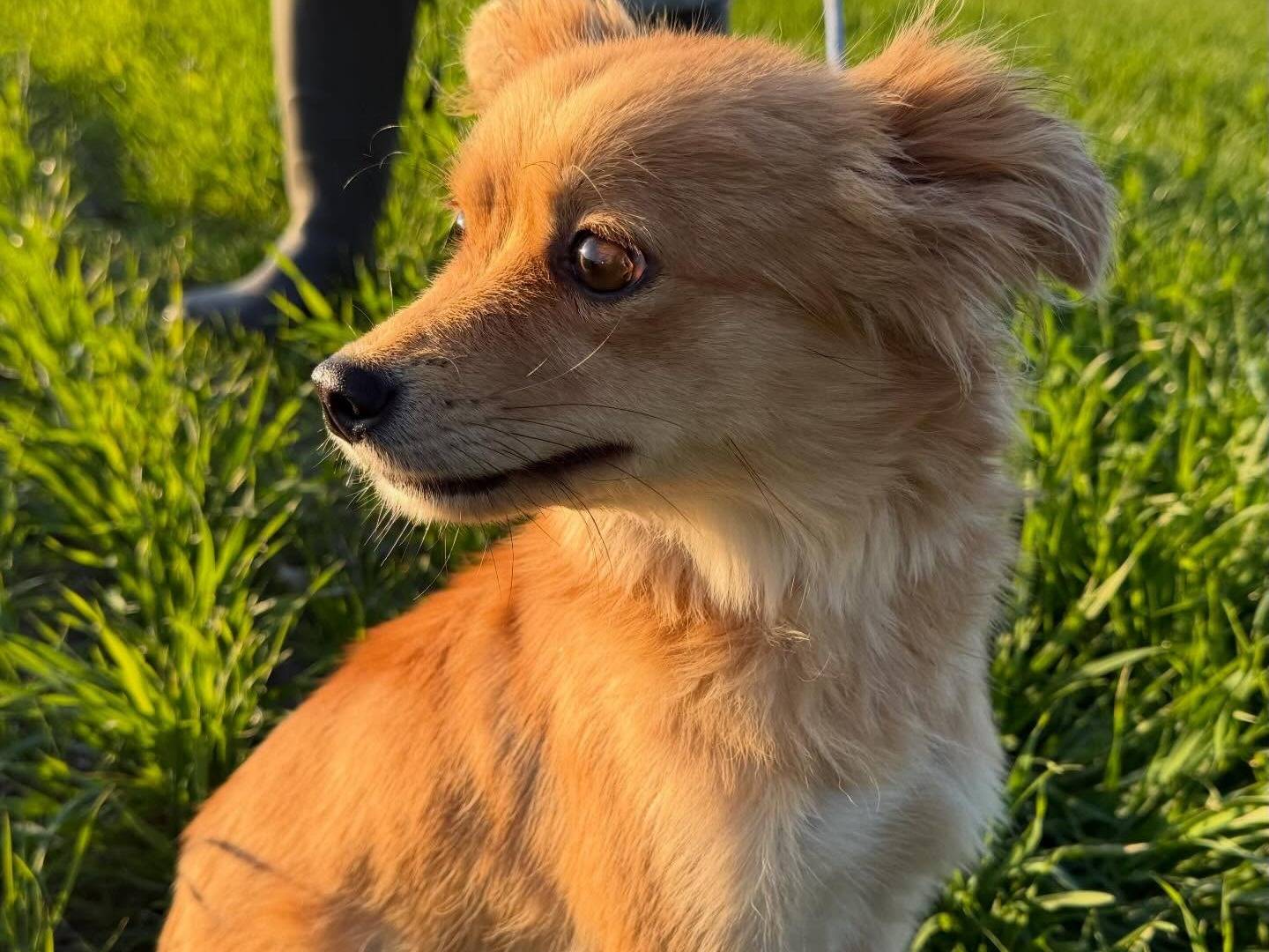 Adotta un cane, taglia piccola, femmina, Matera