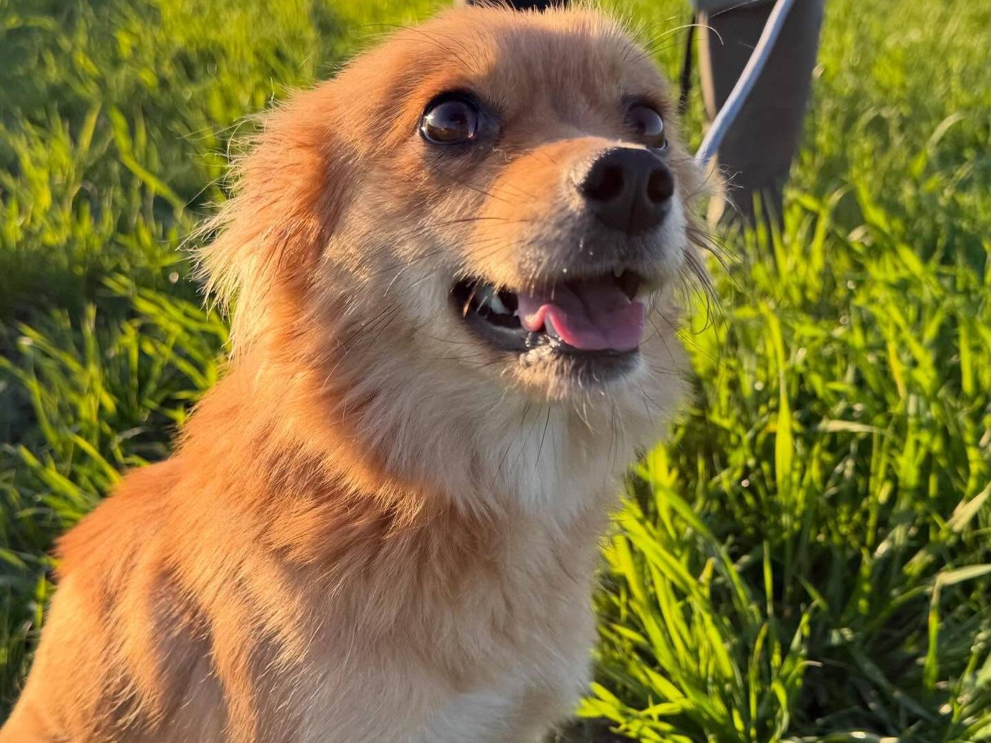 Vuoi adottare un cane a Matera?