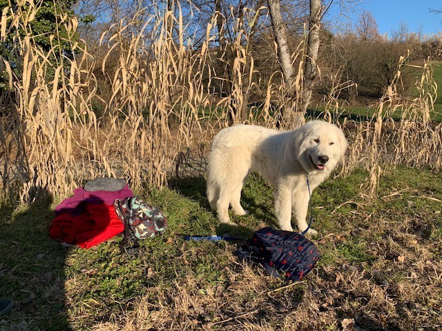 Adotta un cane, femmina, 5 anni e 11 mesi, Alessandria