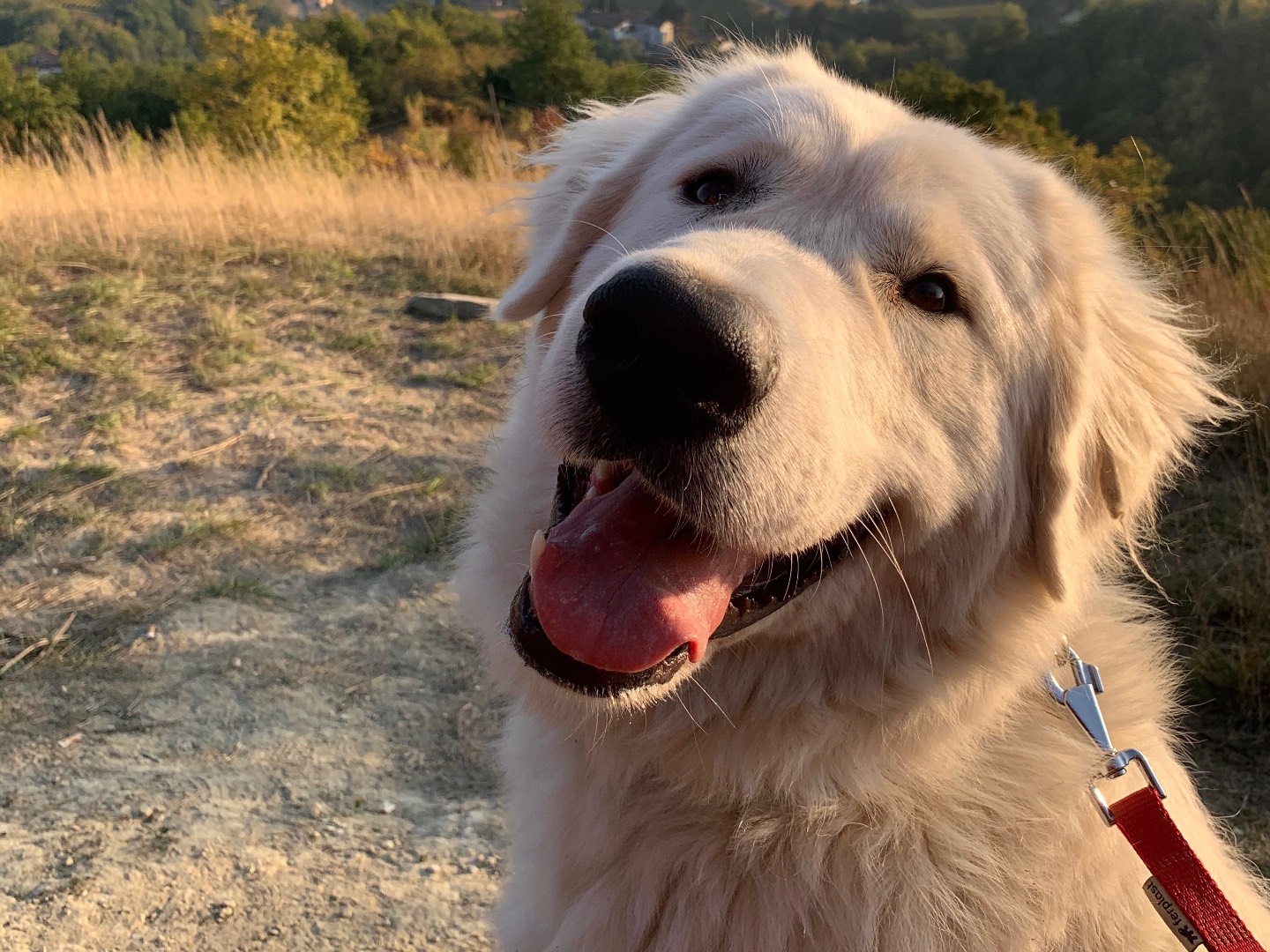 Adotta un cane, taglia gigante, femmina, Alessandria