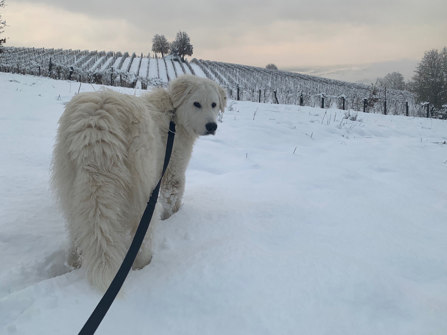 Vuoi adottare un cane a Alessandria?