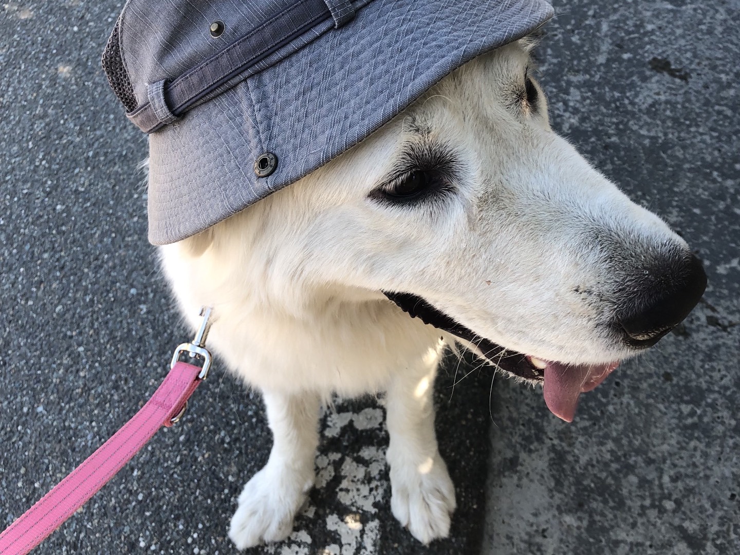 Adotta il cane Sidney  a Alessandria