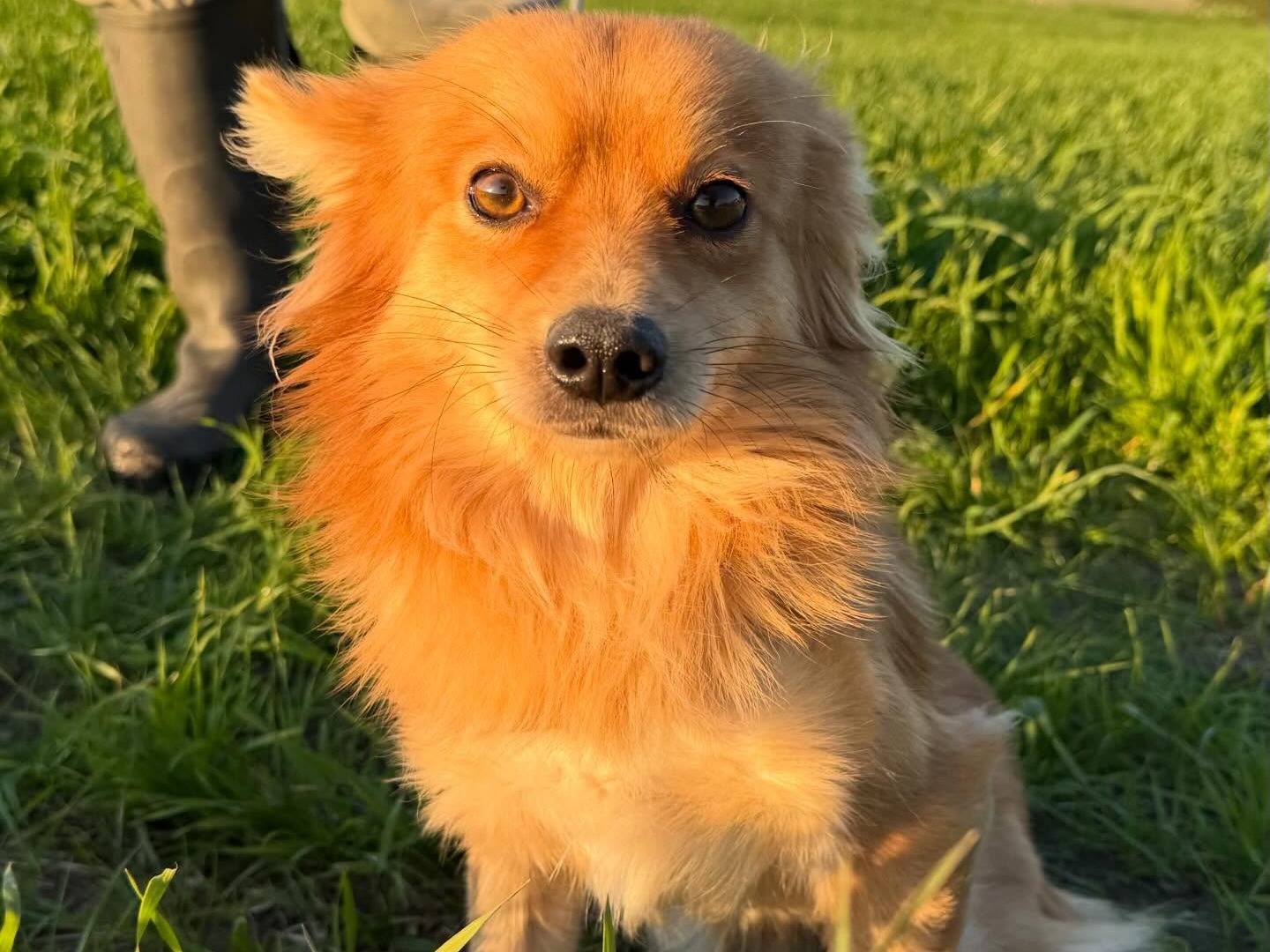 Adotta un cane, taglia piccola, maschio, Matera