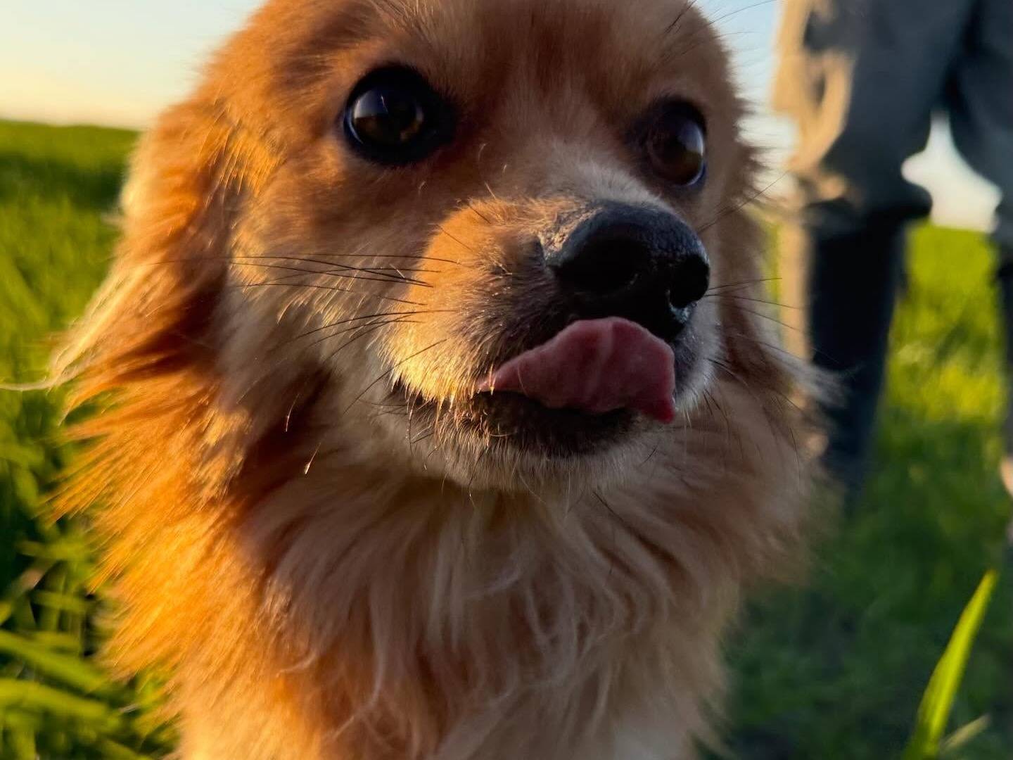 Vuoi adottare un cane a Matera?