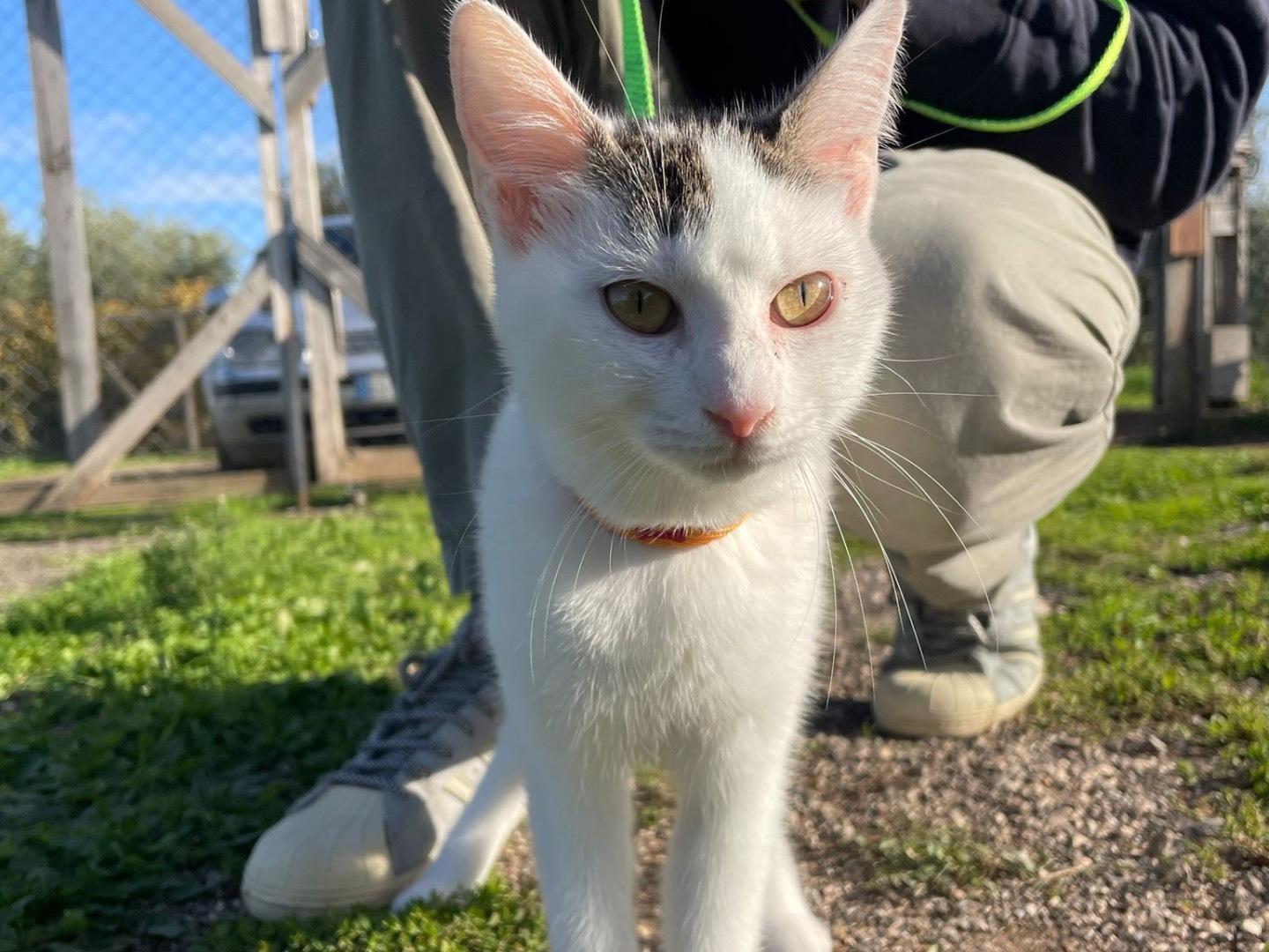 Adozione gatto, femmina, Razza sconosciuta Razza sconosciuta, 8 mesi, taglia non valida, Bari