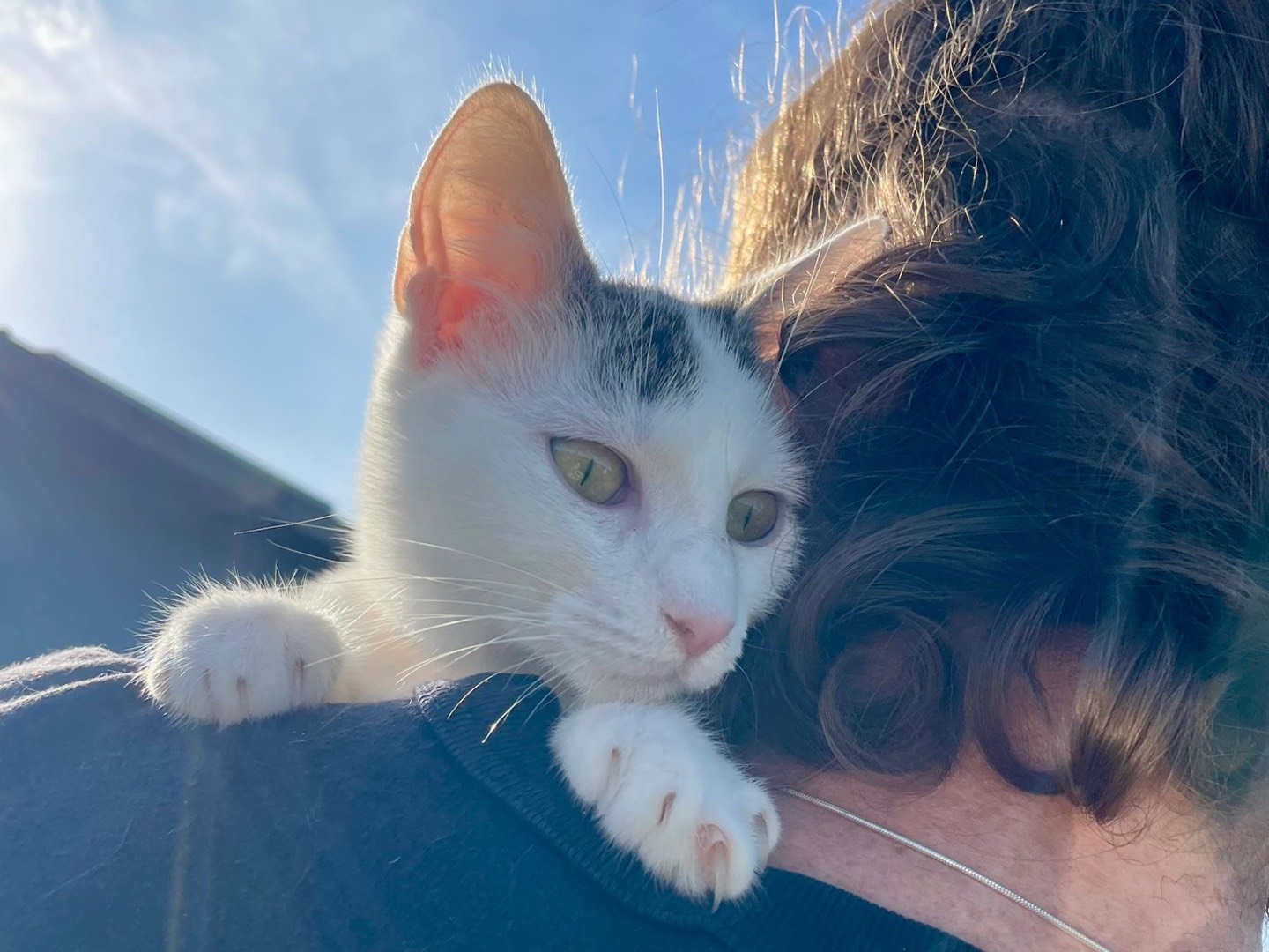 Adotta un gatto, femmina, 8 mesi, Bari