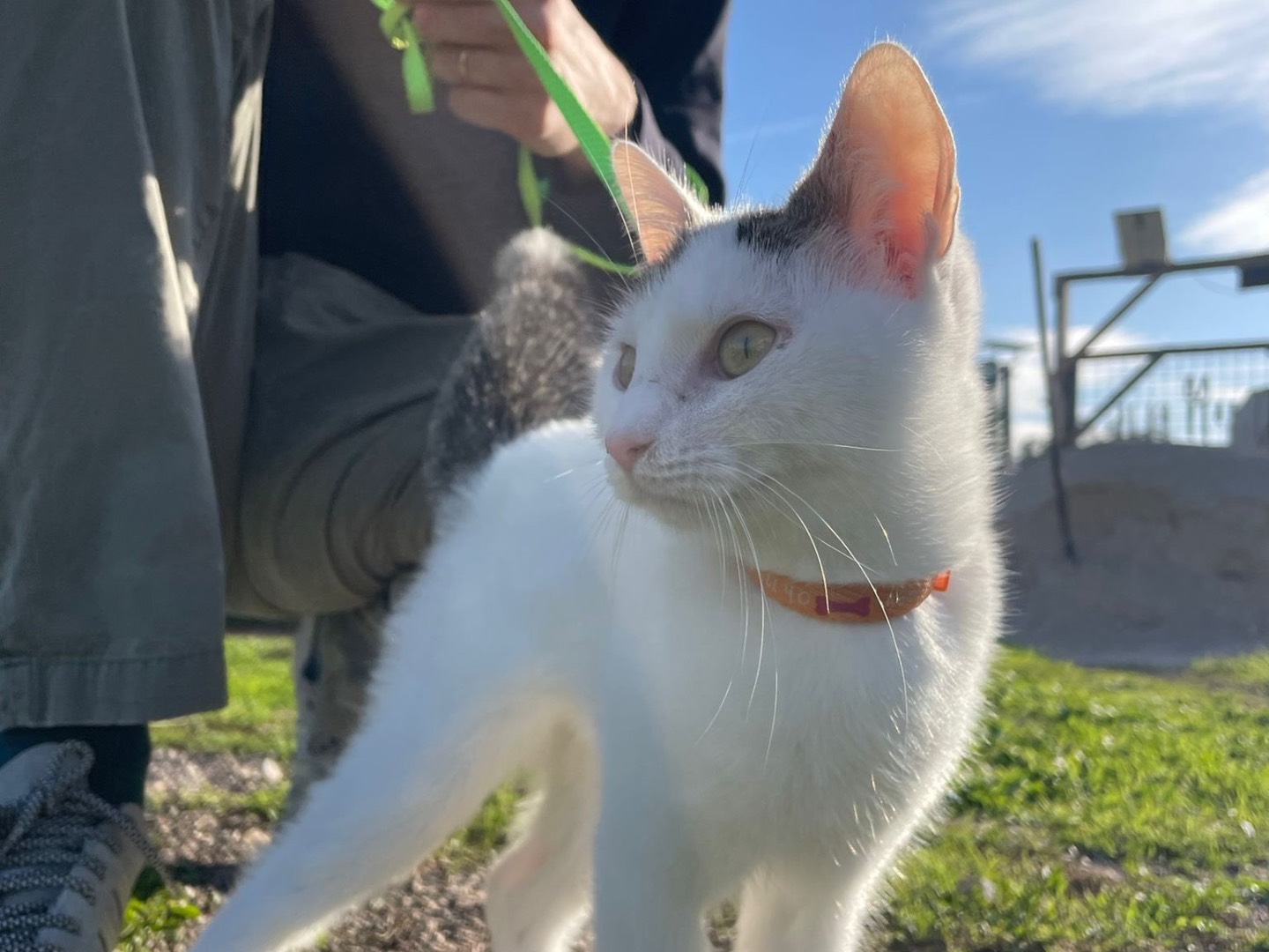 Adotta un gatto, taglia non valida, femmina, Bari