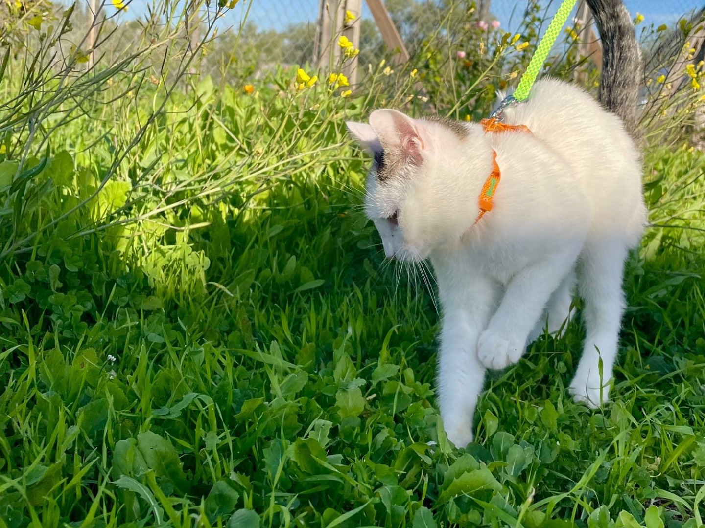 Adotta il gatto Vaiana a Bari