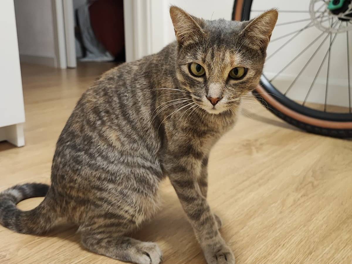 Adozione gatto, femmina, Razza sconosciuta Razza sconosciuta, 1 anno e 7 mesi, taglia non valida, Brescia