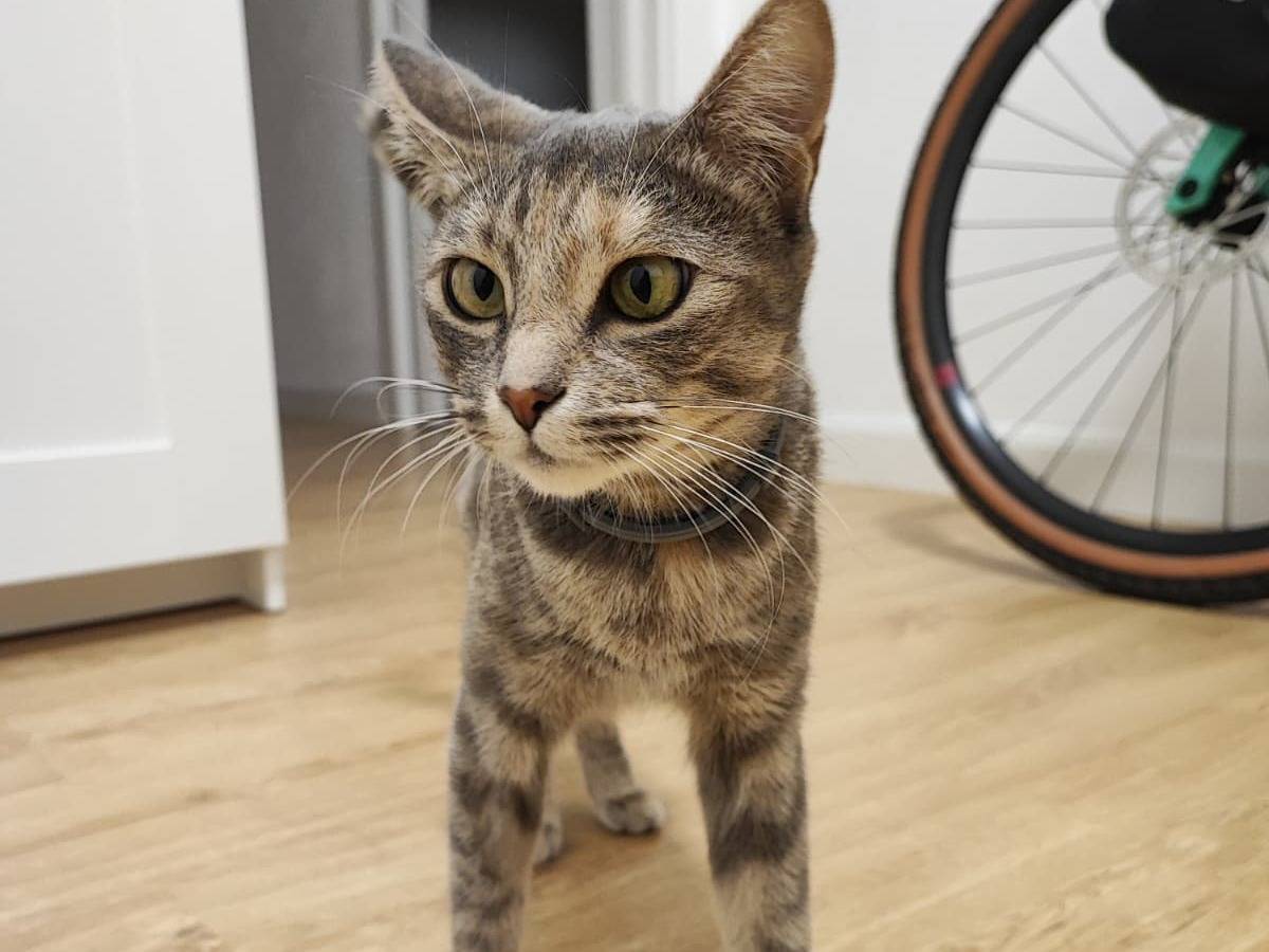 Adotta un gatto, femmina, 1 anno e 7 mesi, Brescia