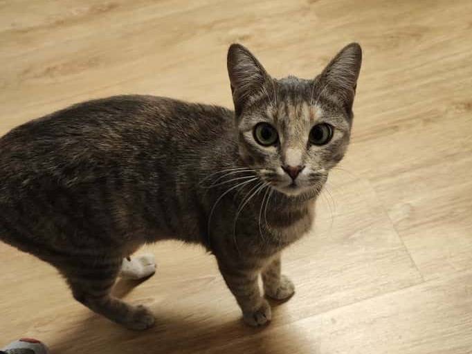 Adotta un gatto, taglia non valida, femmina, Brescia