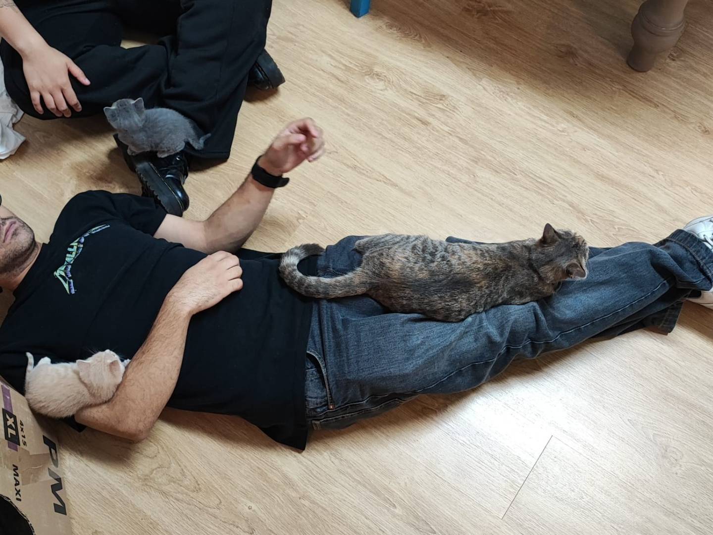 Vuoi adottare un gatto a Brescia?