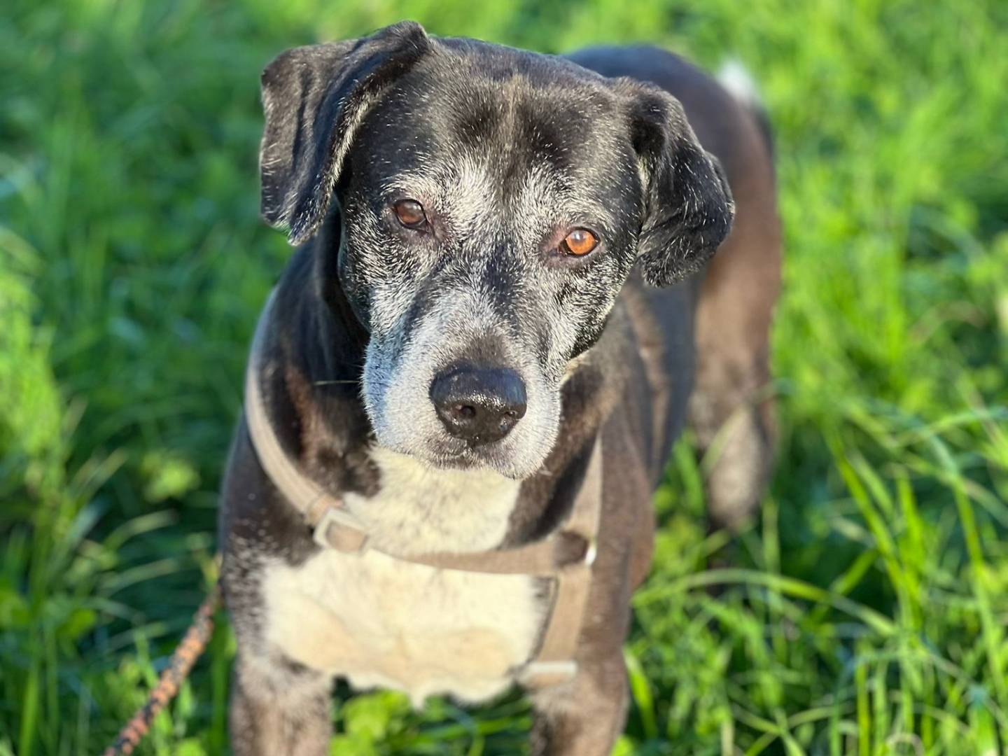 Adotta un cane, maschio, 10 anni e 2 mesi, Milano