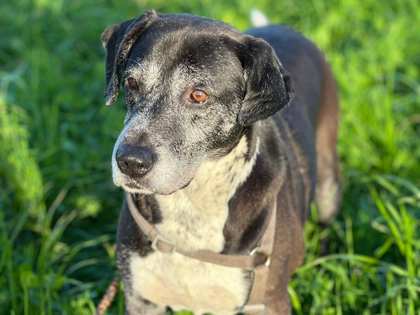 Adotta un cane, taglia media, maschio, Milano