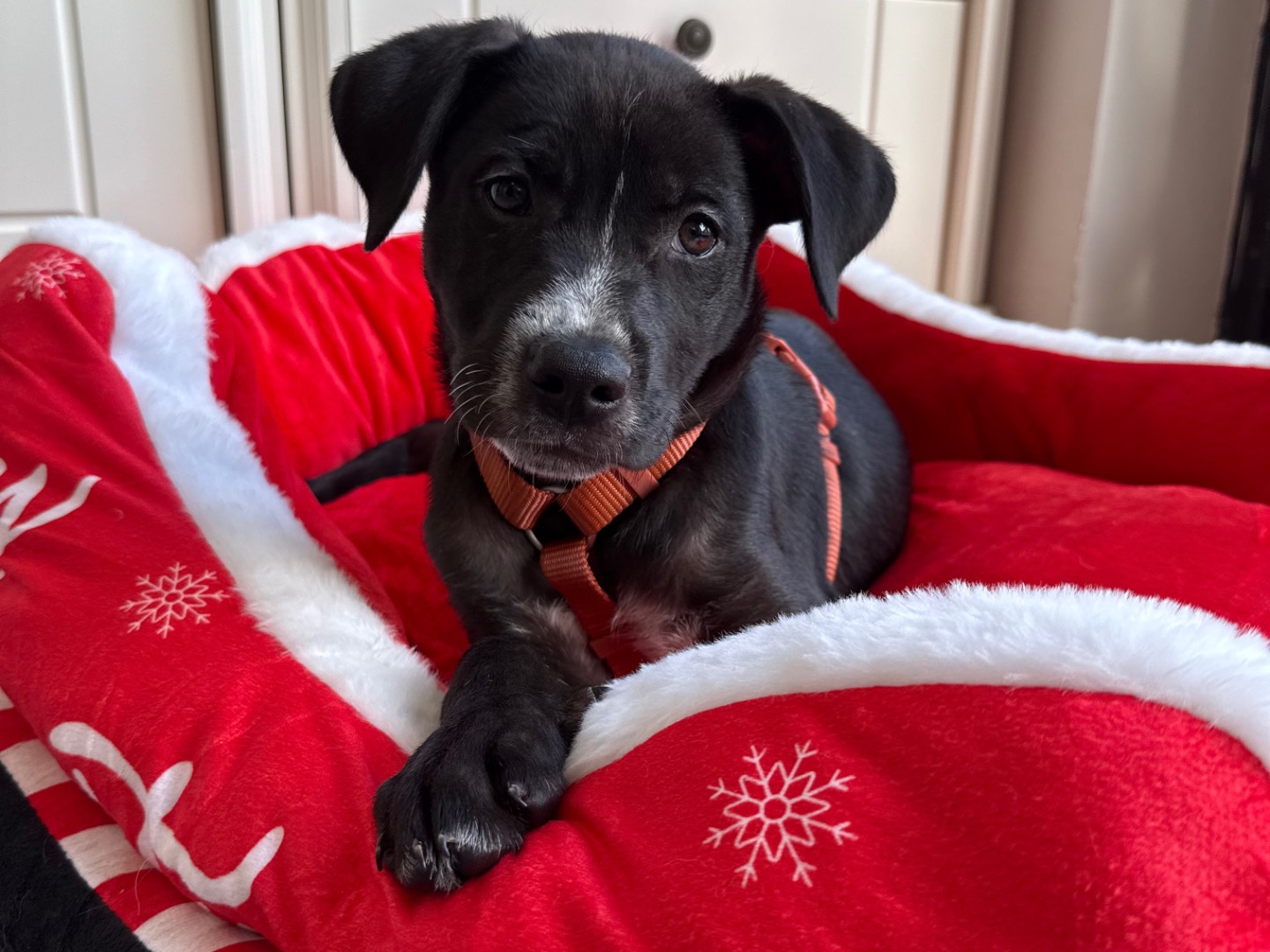 Adozione cane, maschio, Razza sconosciuta Razza sconosciuta, 4 mesi, taglia media, Roma