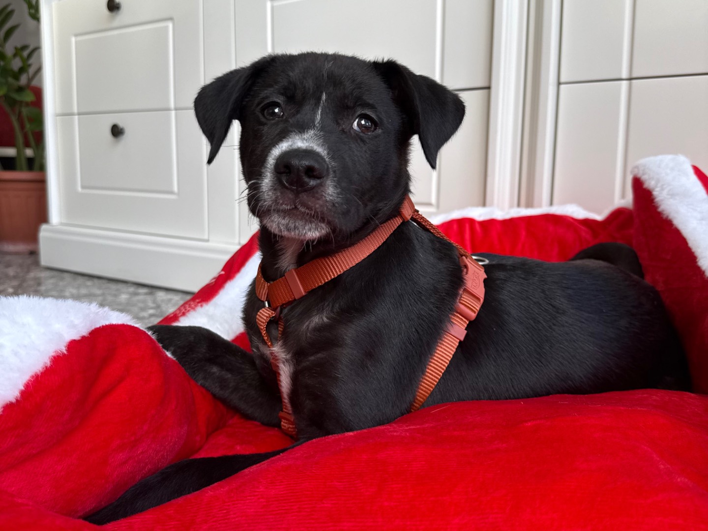 Adotta un cane, taglia media, maschio, Roma