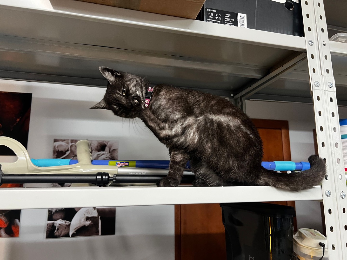 Adozione gatto, femmina, Razza sconosciuta Razza sconosciuta, 2 anni e 7 mesi, taglia non valida, Benevento