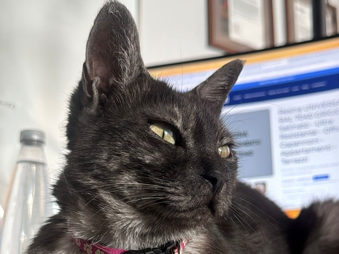 Adotta un gatto, femmina, 2 anni e 7 mesi, Benevento