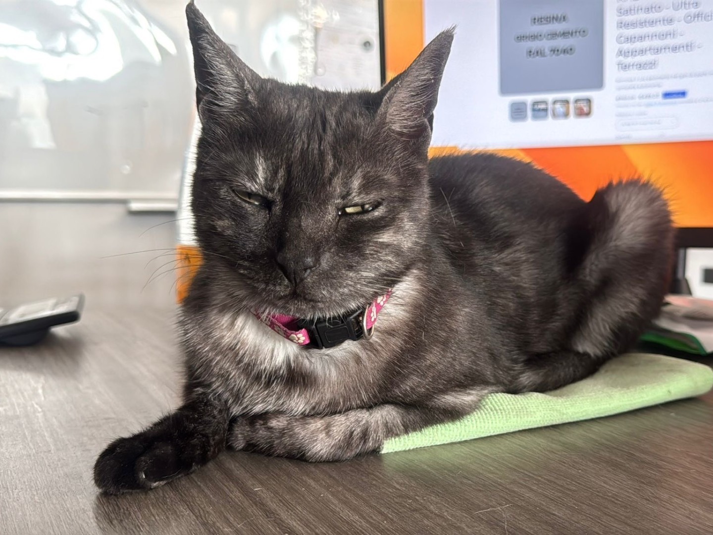 Adotta un gatto, taglia non valida, femmina, Benevento