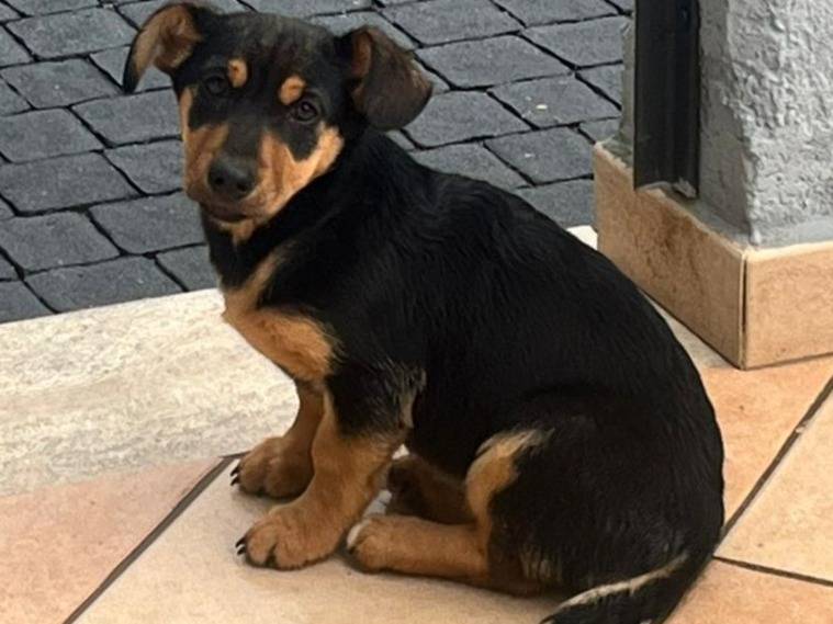 Adozione cane, femmina, Razza sconosciuta Razza sconosciuta, 4 mesi, taglia media contenuta, Frosinone