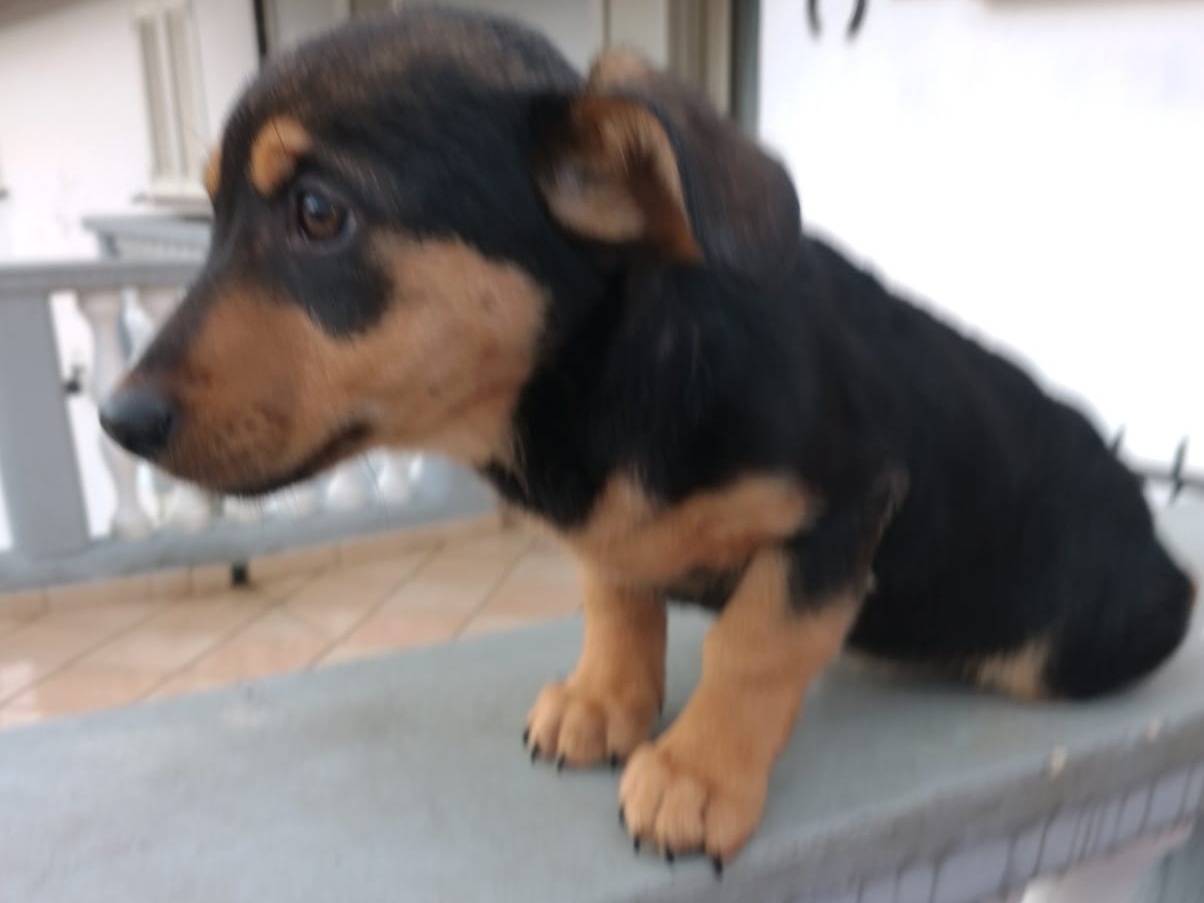 Adotta un cane, taglia media contenuta, femmina, Frosinone