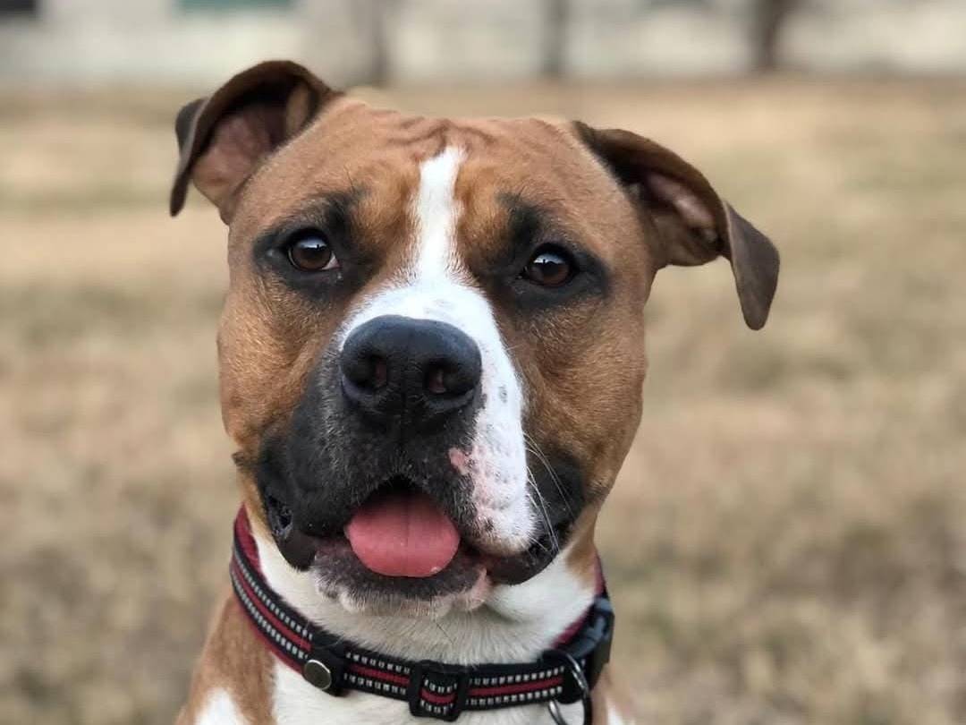 Adozione cane, maschio, American Staffordshire Terrier Razza sconosciuta, 8 anni e 7 mesi, taglia grande, Varese