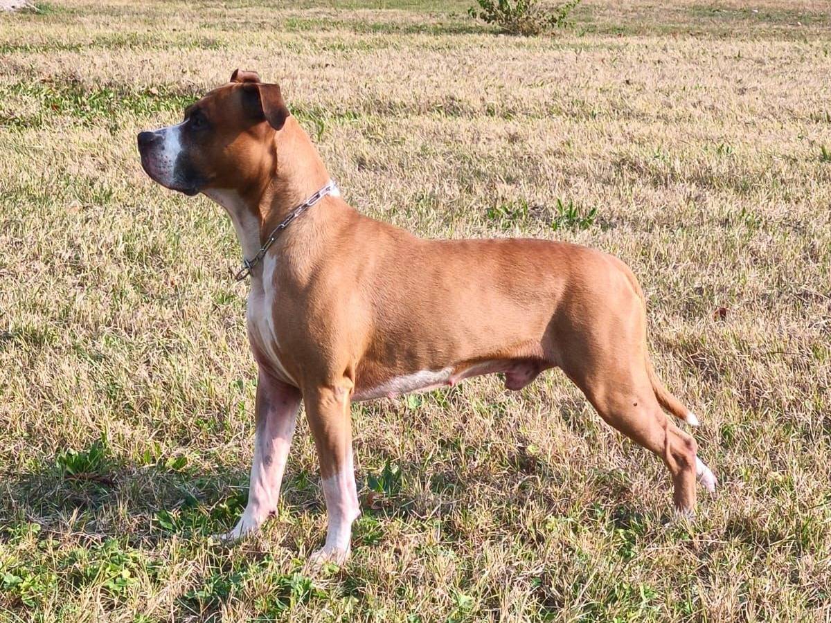 Adotta un cane, maschio, 8 anni e 7 mesi, Varese