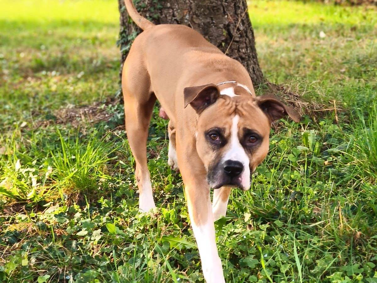 Adotta un cane, taglia grande, maschio, Varese