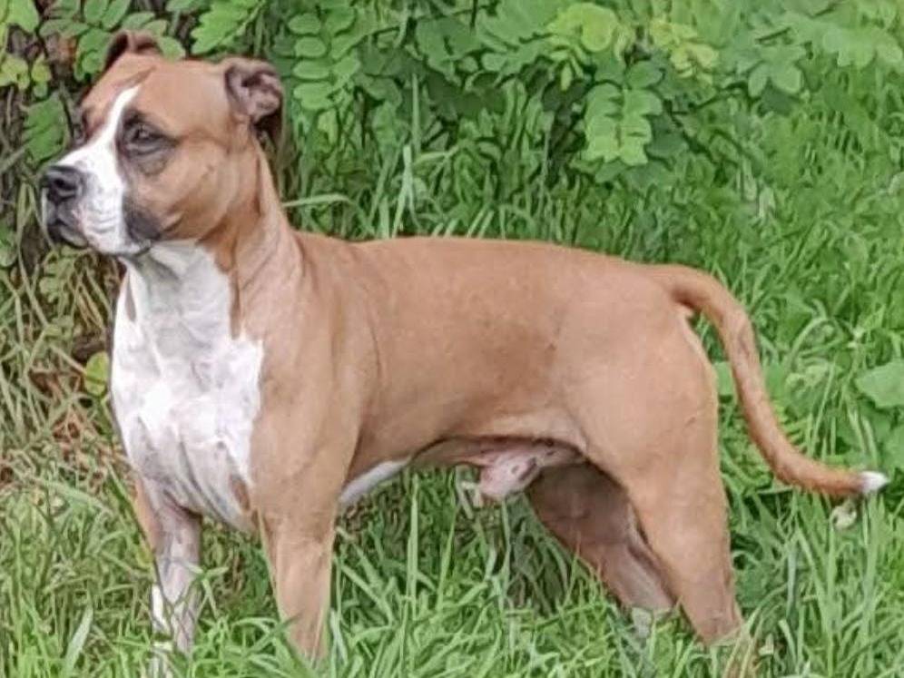 Vuoi adottare un cane a Varese?