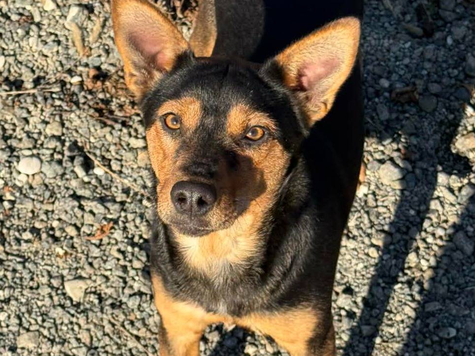 Vuoi adottare un cane a Firenze?