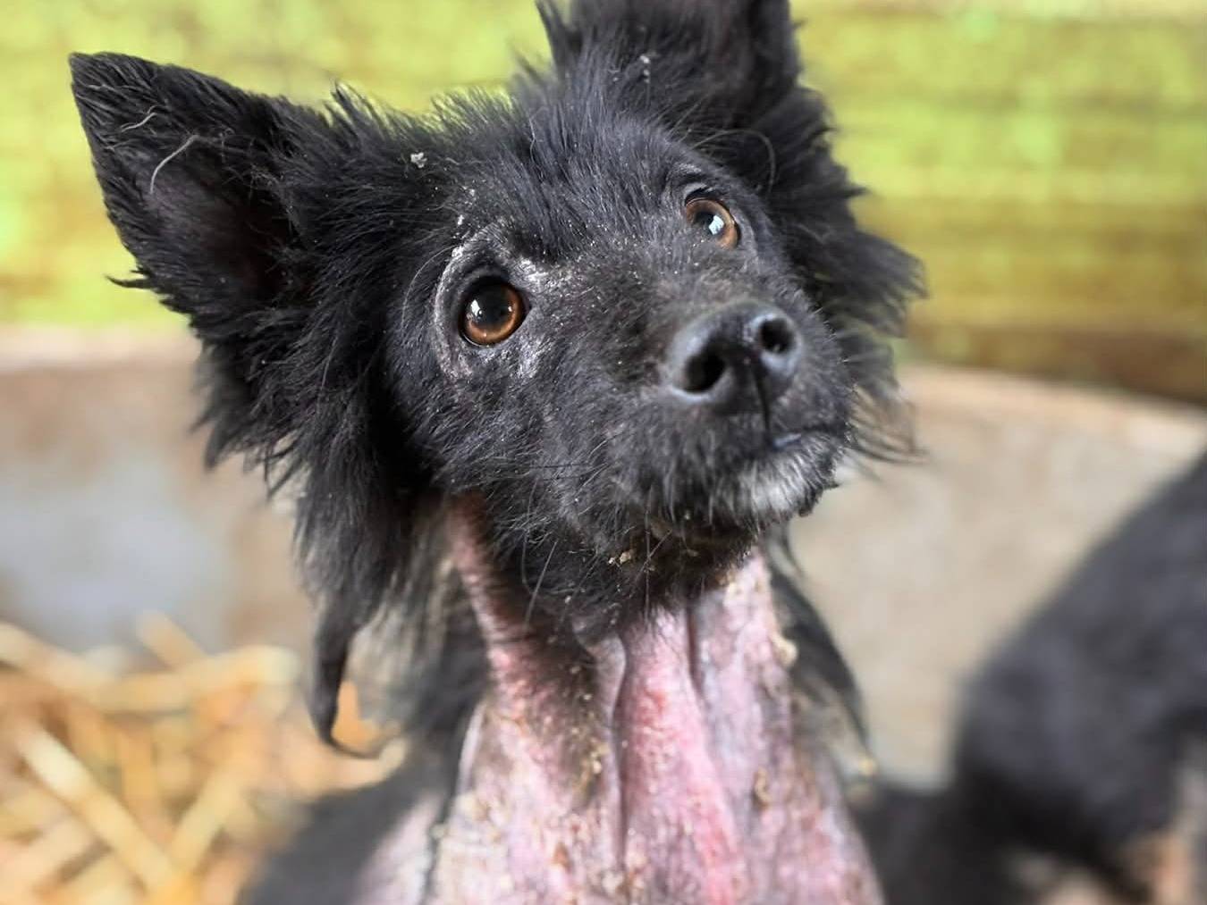 Adotta un cane, maschio, 5 mesi, Firenze