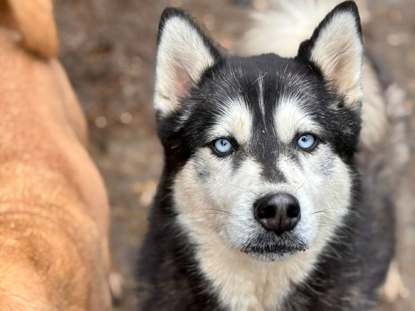 Adotta un cane, taglia media, femmina, Firenze