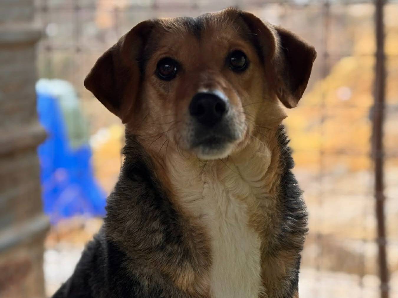 Vuoi adottare un cane a Firenze?