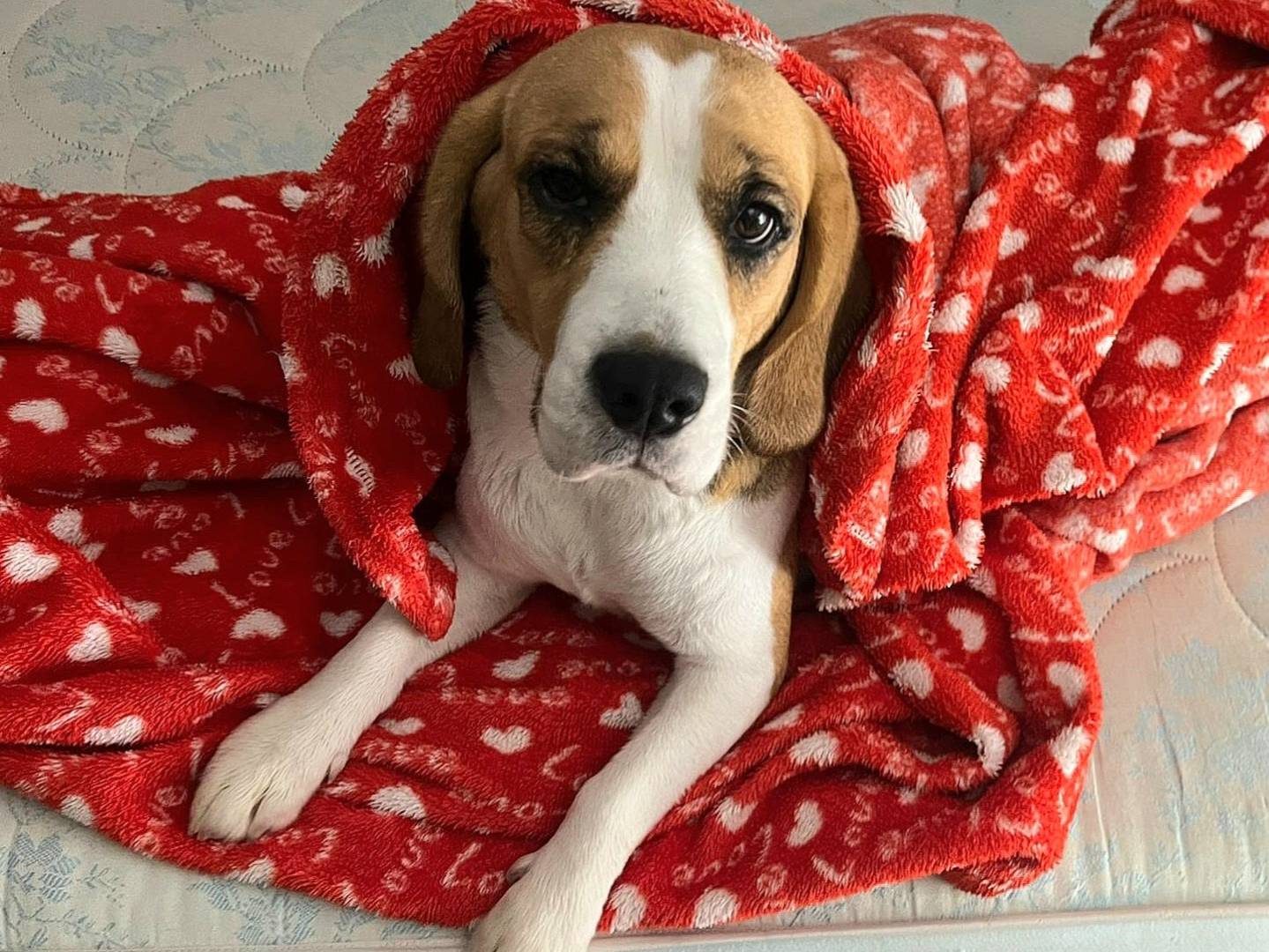 Adozione cane, femmina, Beagle  Razza sconosciuta, 3 anni, taglia media contenuta, Teramo