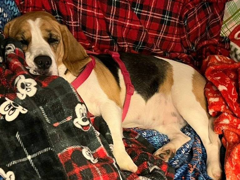 Adotta un cane, femmina, 3 anni, Teramo