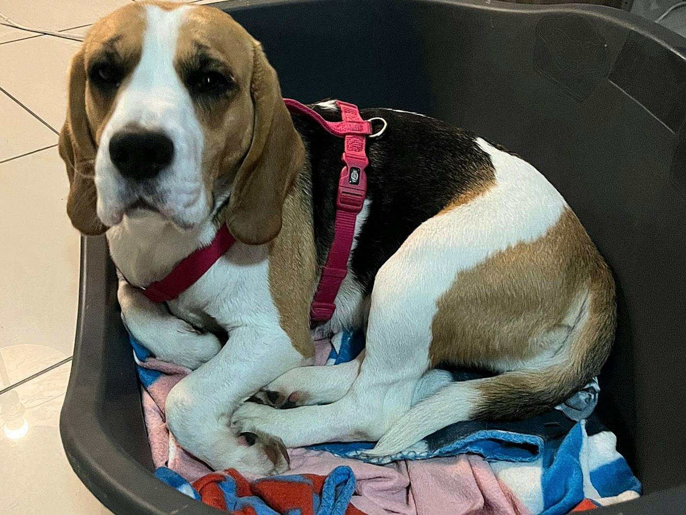 Adotta un cane, taglia media contenuta, femmina, Teramo