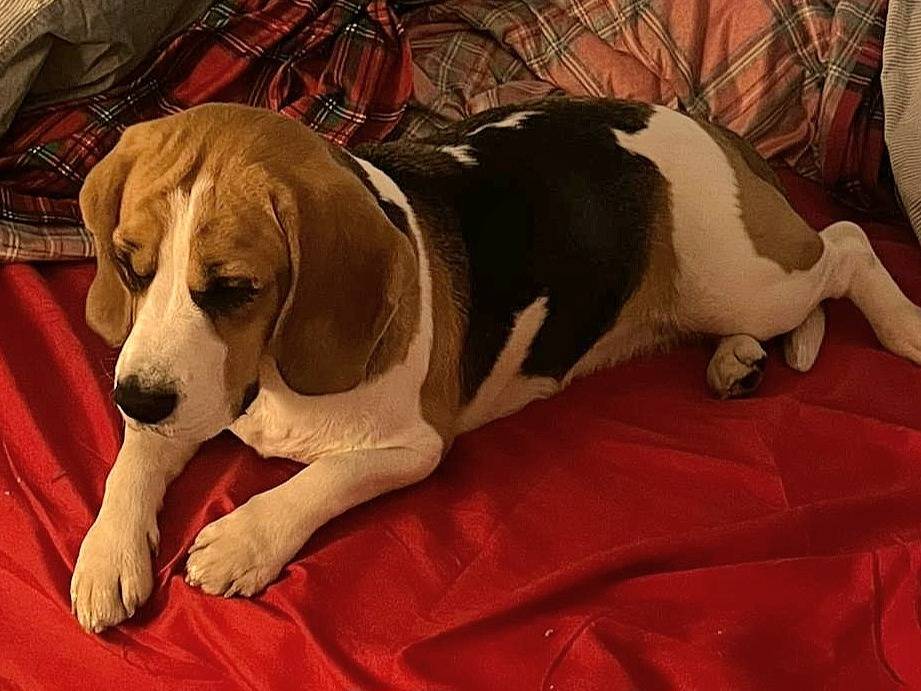 Adotta il cane Olimpia a Teramo