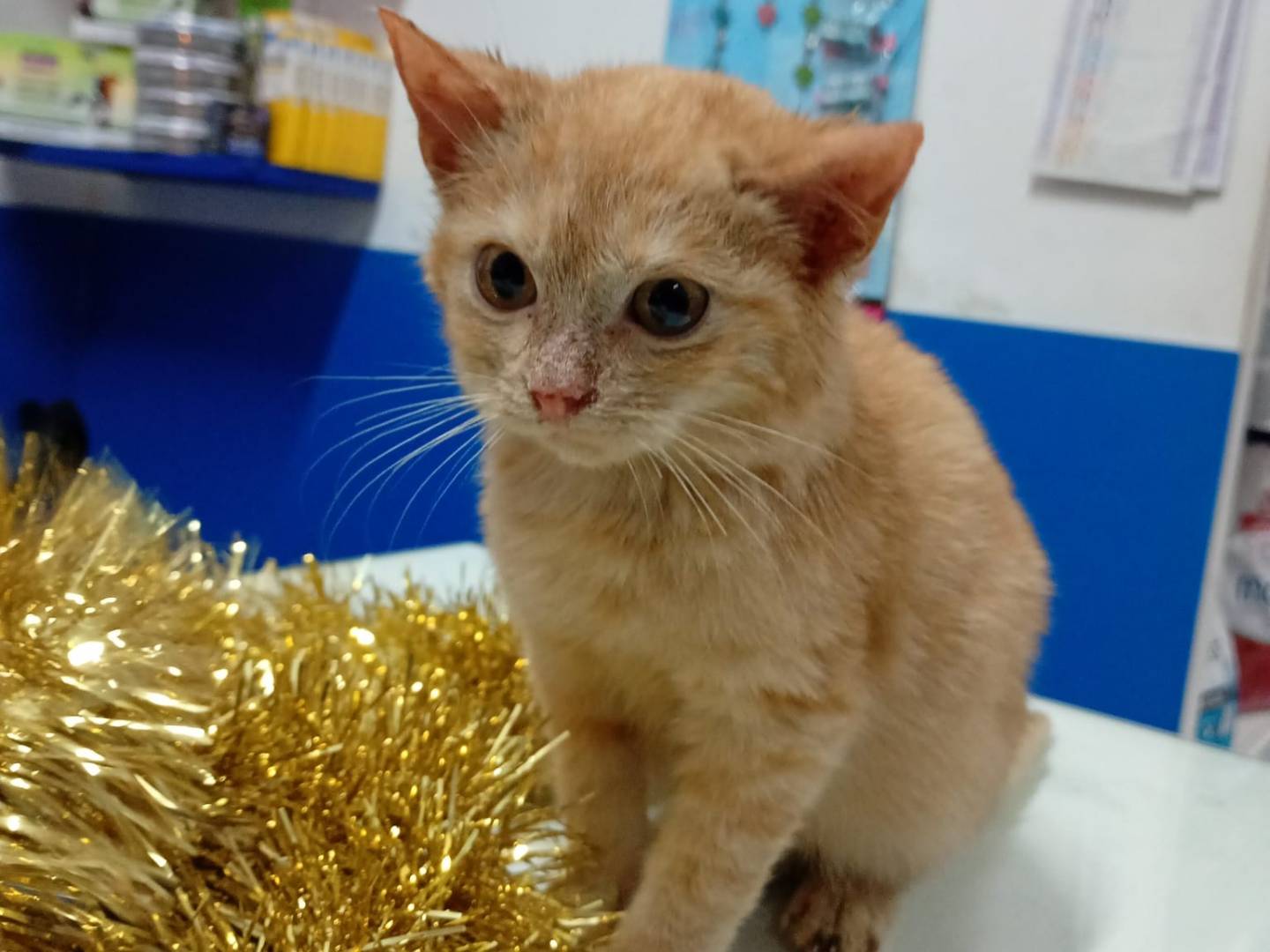 Adotta un gatto, maschio, 4 mesi, Trapani