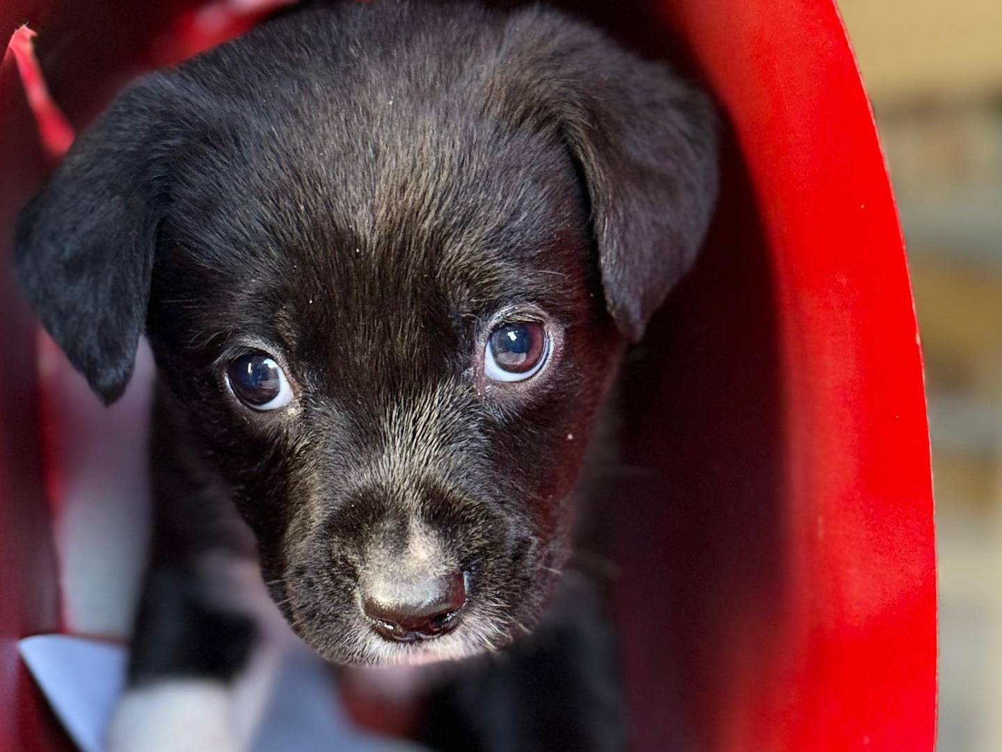 Adozione cane, maschio, Razza sconosciuta Razza sconosciuta, 2 mesi, taglia media, Trapani
