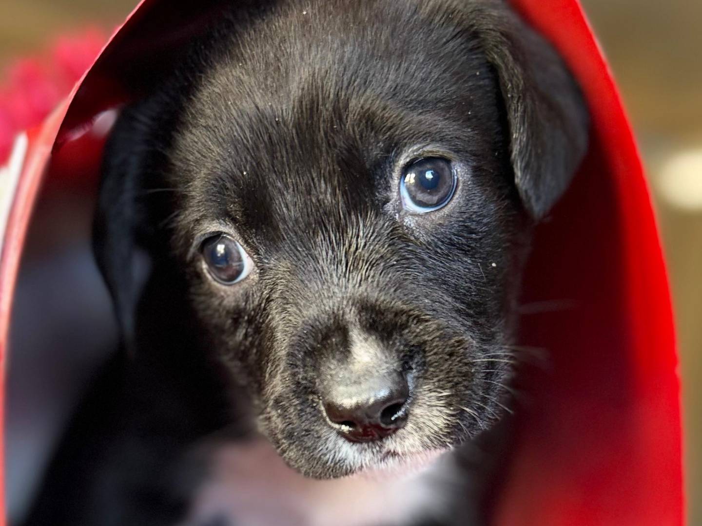 Adotta un cane, maschio, 2 mesi, Trapani