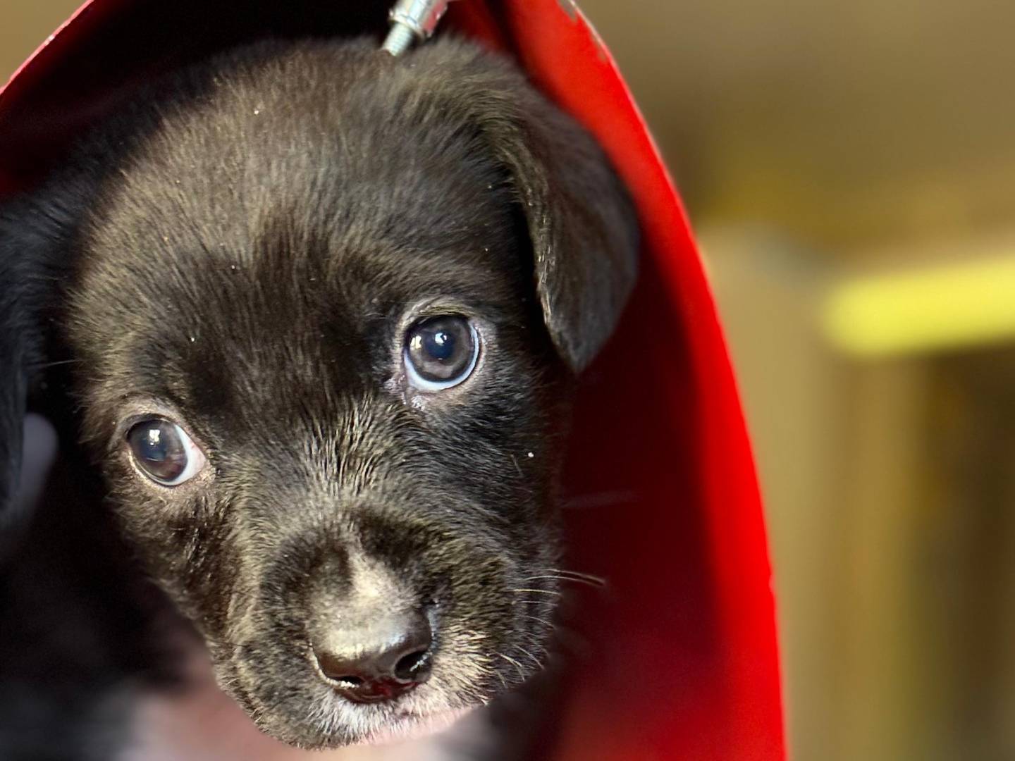 Adotta un cane, taglia media, maschio, Trapani