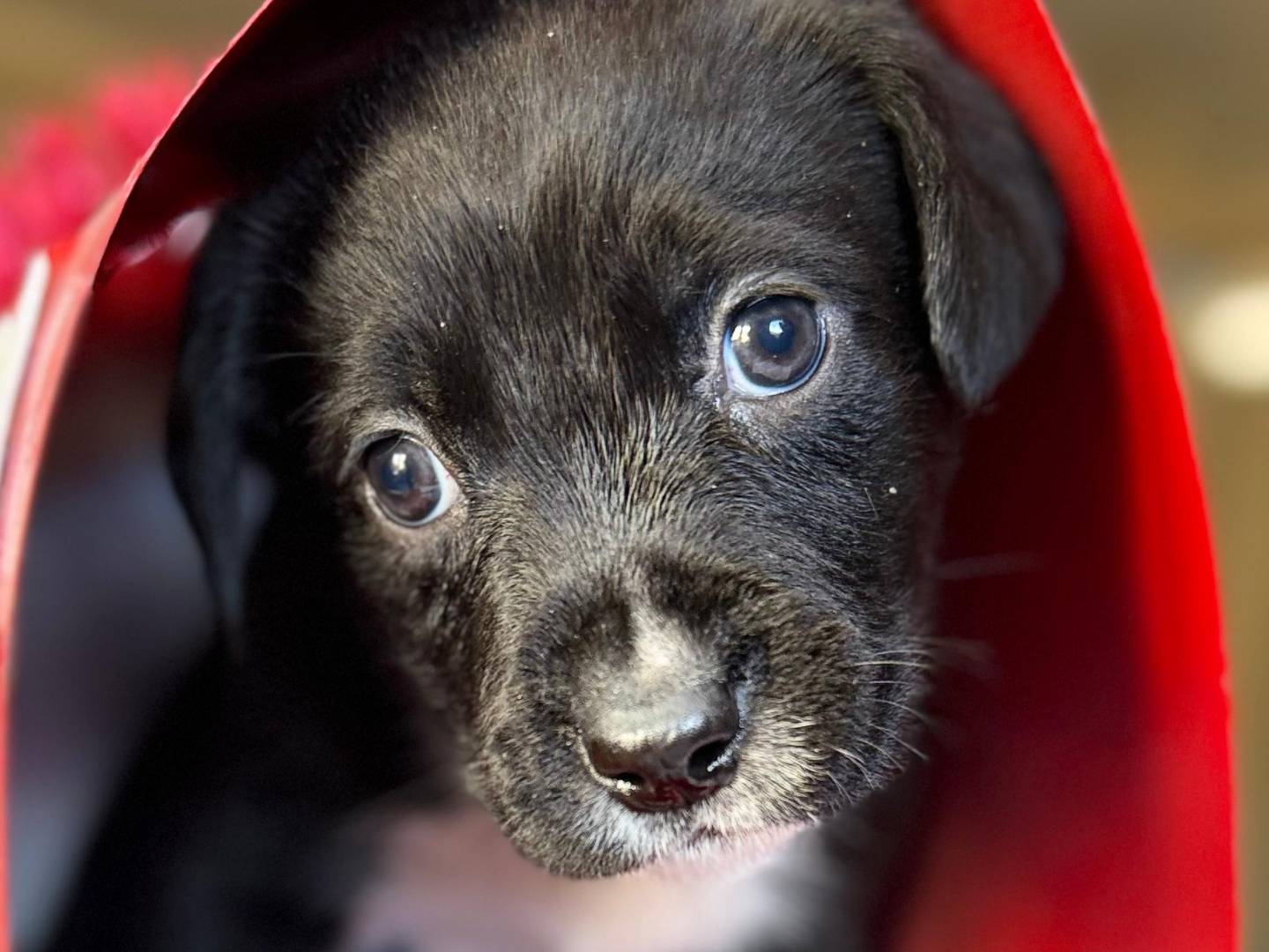 Vuoi adottare un cane a Trapani?